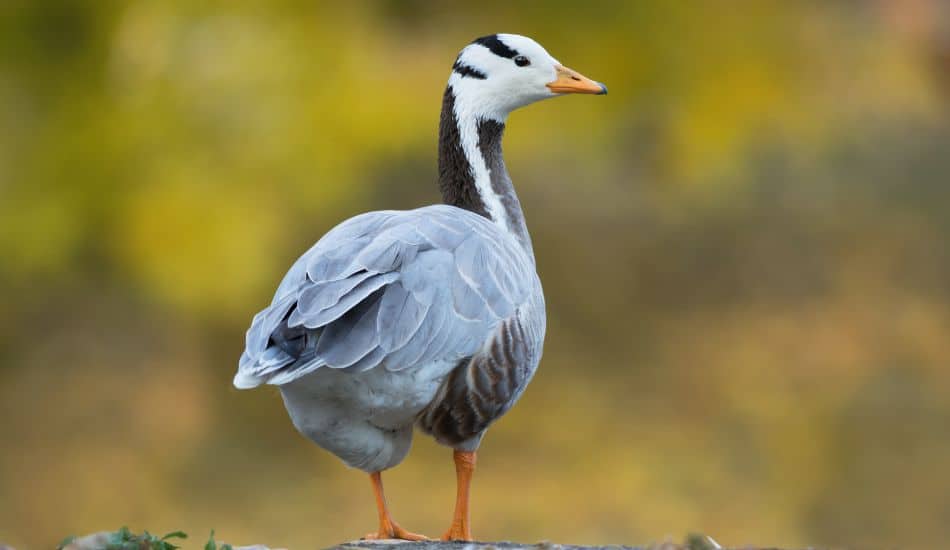 Bar Headed Goose