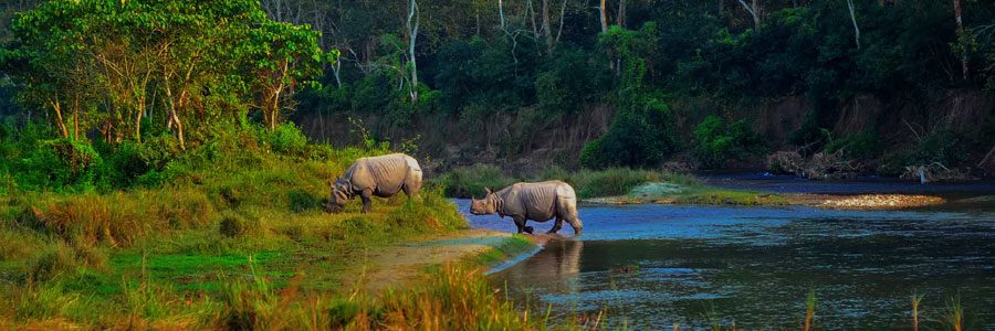 Chitwan Travel Guide