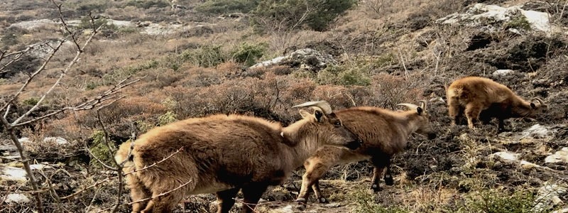 Famous Trekking Destination In Nepal Himalayas Everest Three Pasess