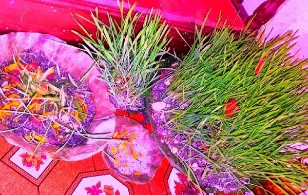 Dashain Jamara Nepal