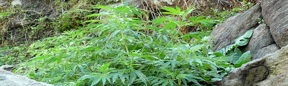 Local Marijuana As Medicine