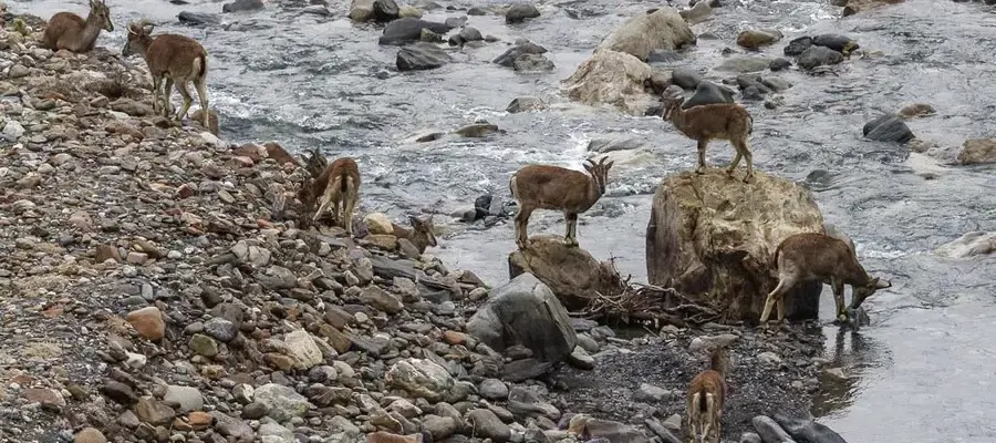 Wild Animals Along The Way To Trek From Tilje To Dharapani