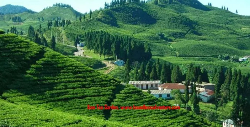 Tea Garden