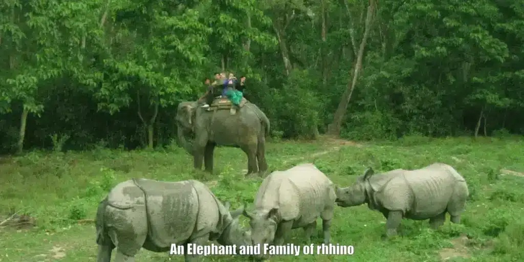 An Elephant And Family Of Rhhinos At Chitwan National Park 1024x512