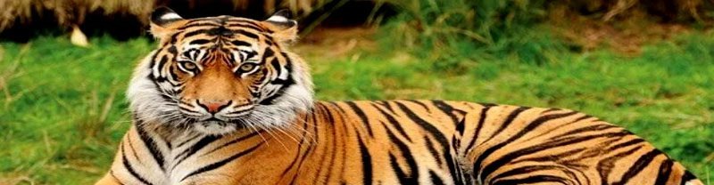 Chitwan Travel From Bangladesh To Nepal