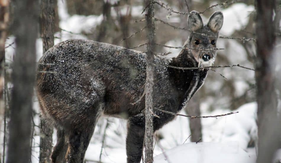 Musk Deer