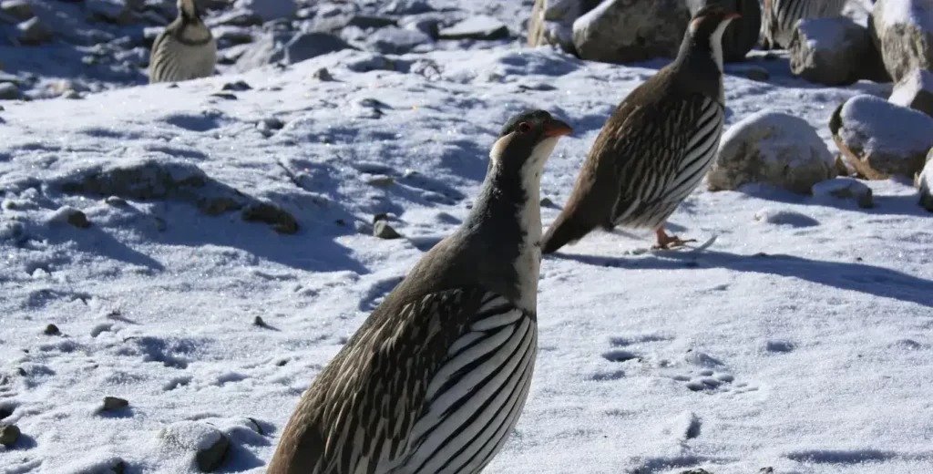 Everest Trek Tour And Travel From Poland 1024x520